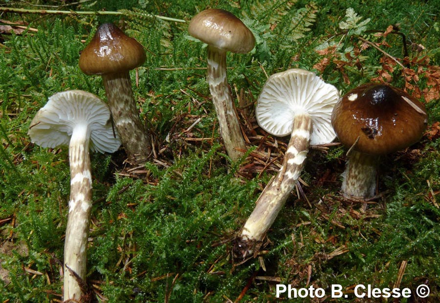 Hygrophorus olivaceoalbus