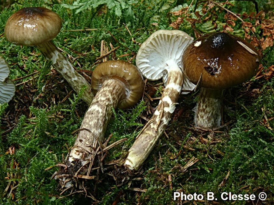 Hygrophorus olivaceoalbus