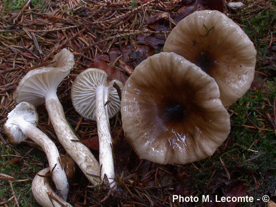 Hygrophorus olivaceoalbus