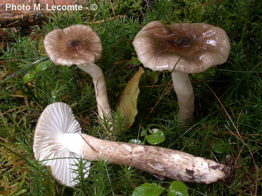 Hygrophorus olivaceoalbus