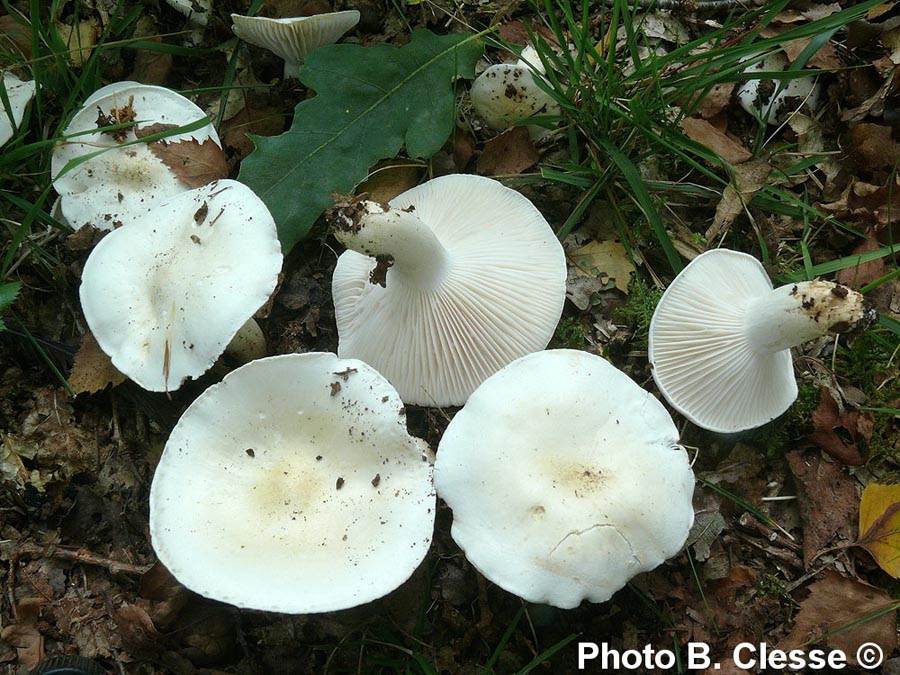 Hygrophorus penarioides