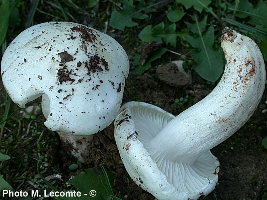 Hygrophorus pennarius