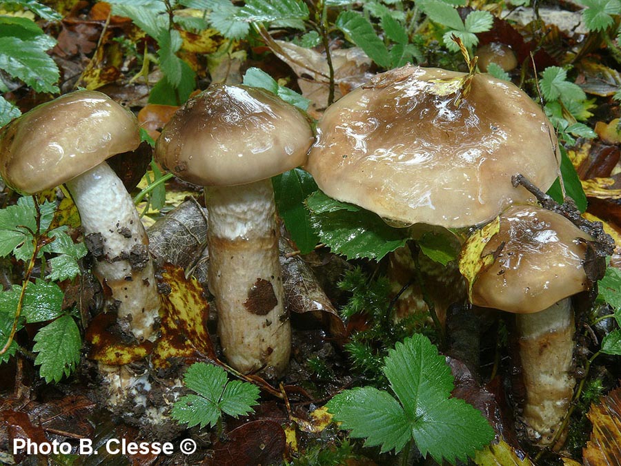 Hygrophorus persoonii