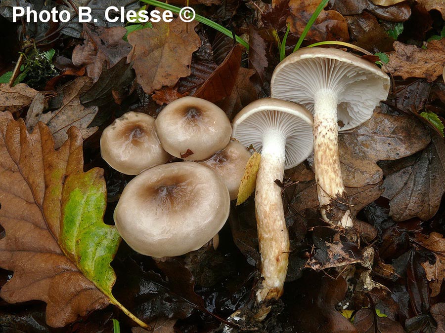 Hygrophorus persoonii