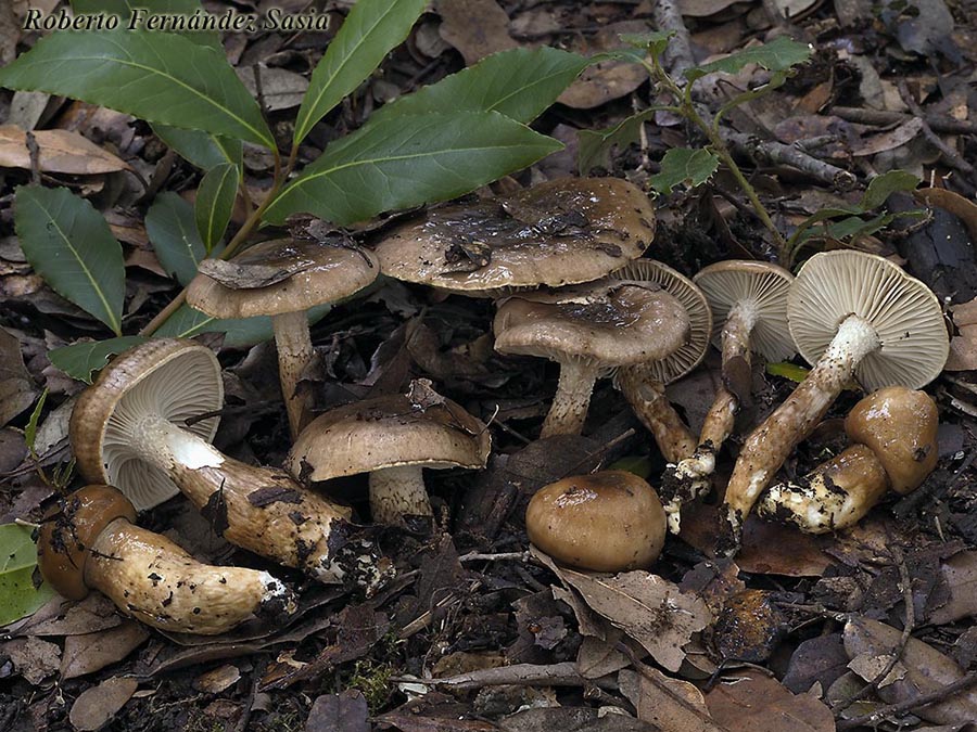 Hygrophorus persoonii