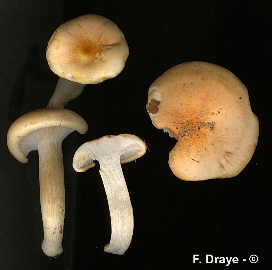 Hygrophorus poetarum