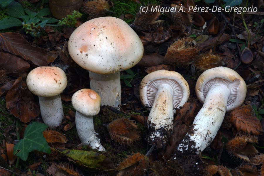 Hygrophorus poetarum