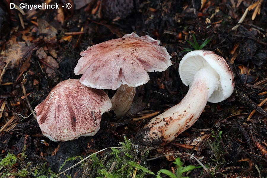 Hygrophorus purpurascens