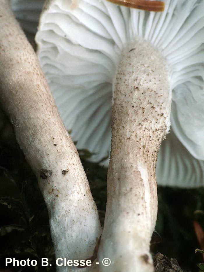 Hygrophorus pustulatus