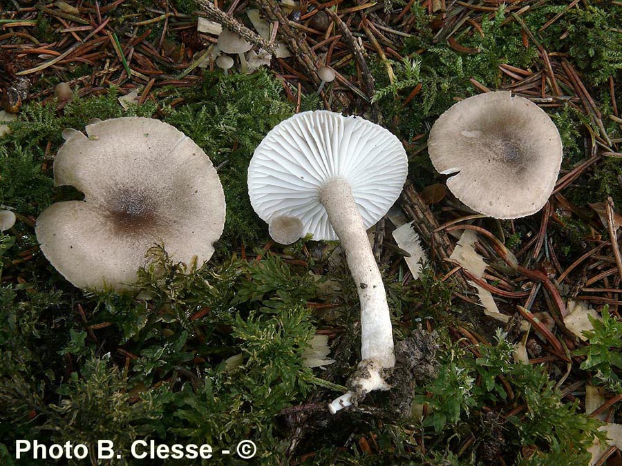 Hygrophorus pustulatus