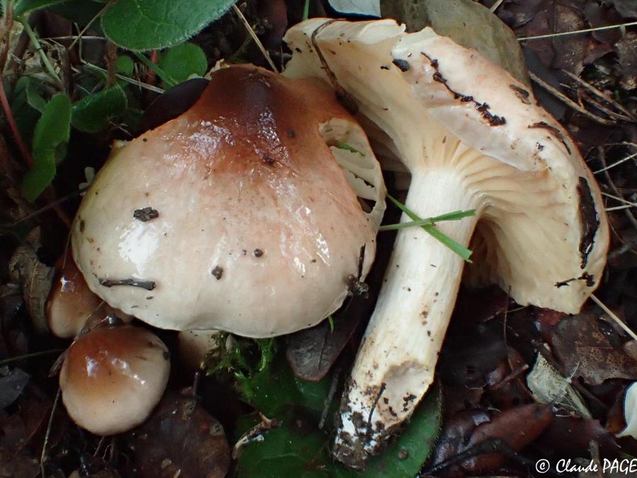 Hygrophorus roseodiscoideus