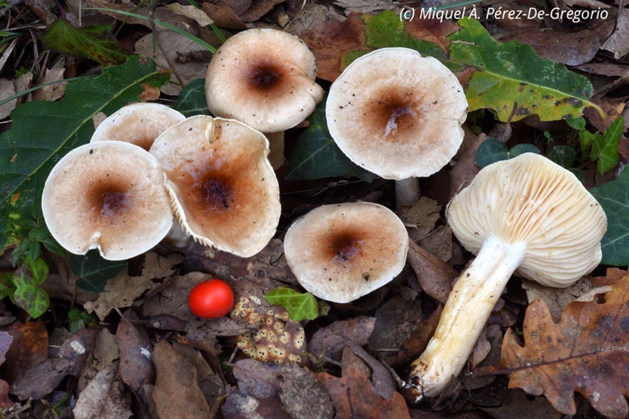 Hygrophorus roseodiscoideus