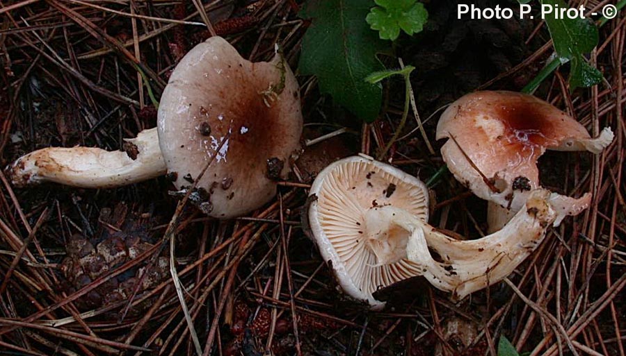 Hygrophorus roseodiscoideus