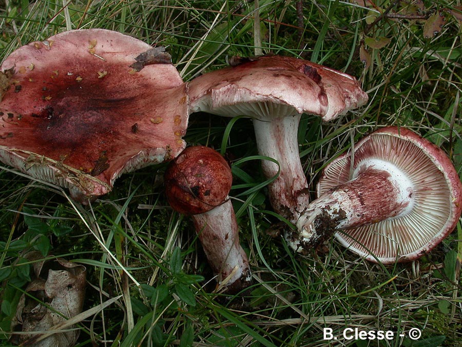 Hygrophorus russula