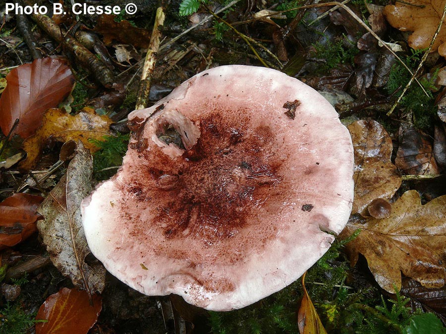 Hygrophorus russula