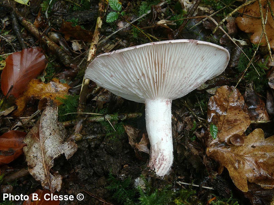 Hygrophorus russula