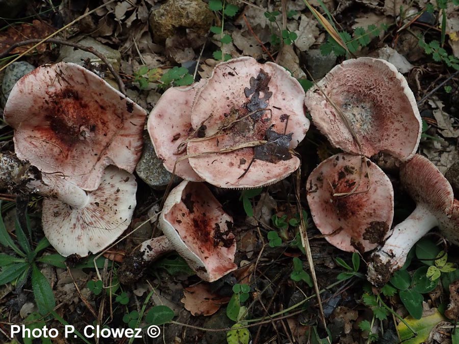 Hygrophorus russula