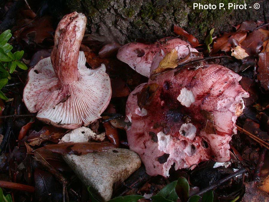 Hygrophorus russula