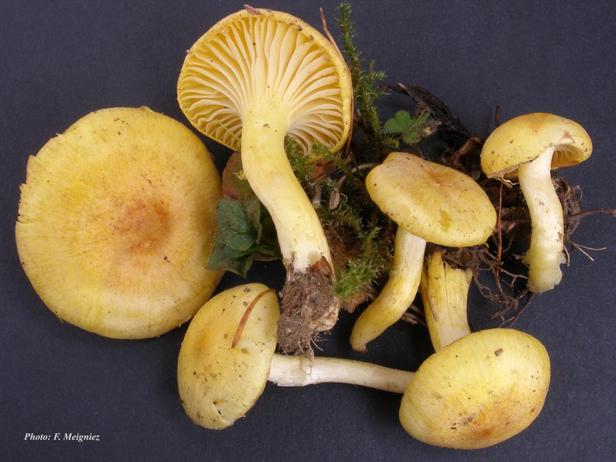 Hygrophorus speciosus