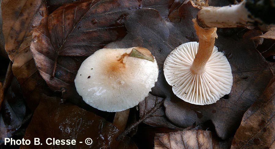 Hygrophorus unicolor