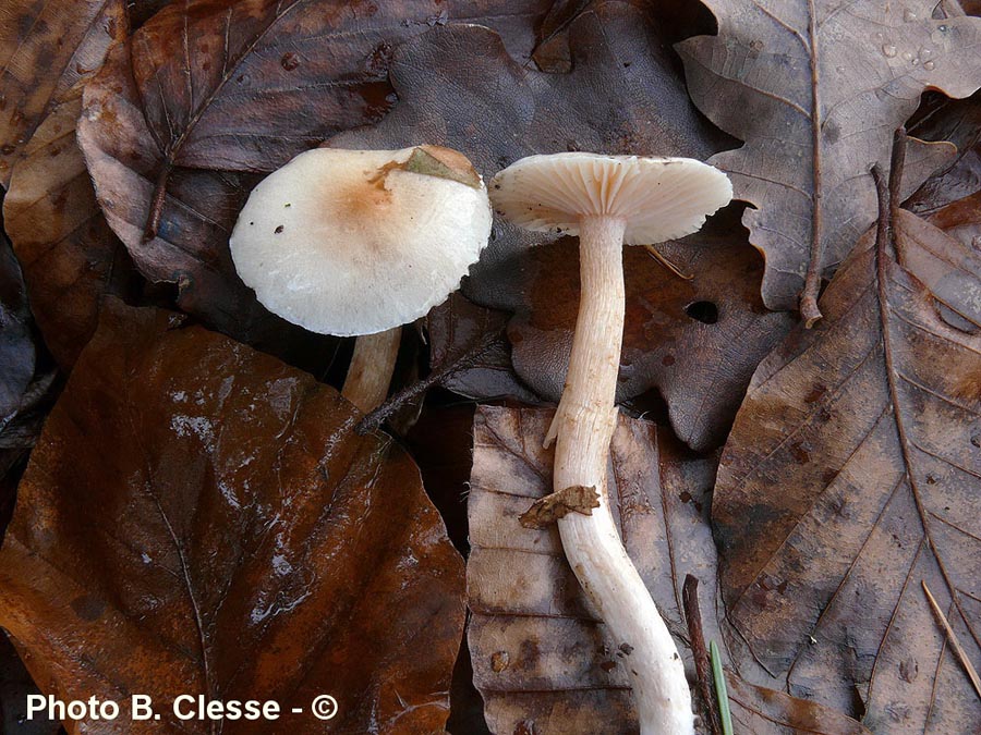 Hygrophorus unicolor