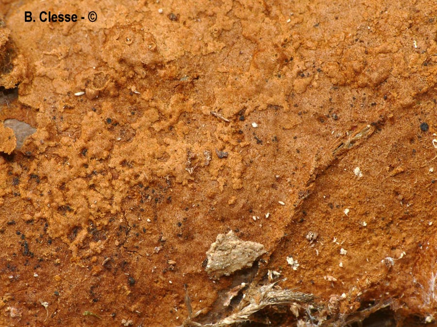 Hymenochaete cinnamomea
