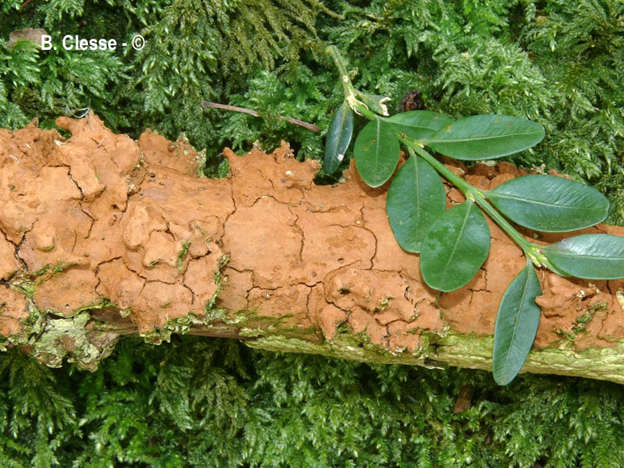 Hymenochaete cinnamomea