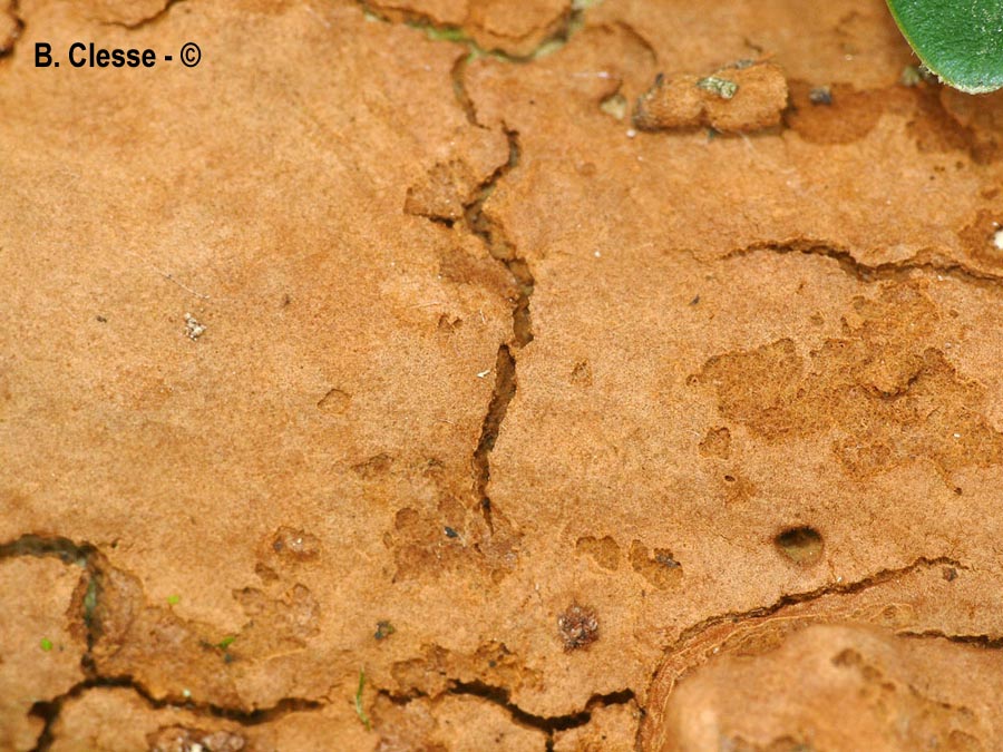 Hymenochaete cinnamomea