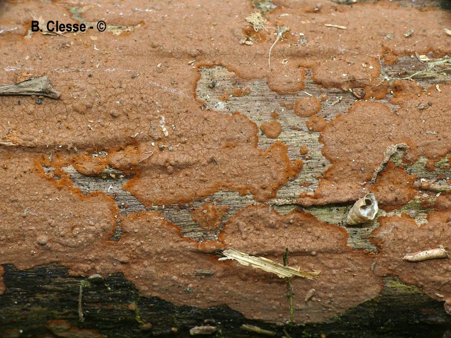 Hymenochaete cinnamomea