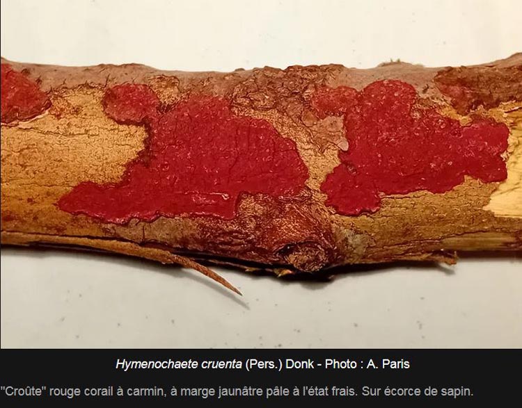 Hymenochaete cruenta