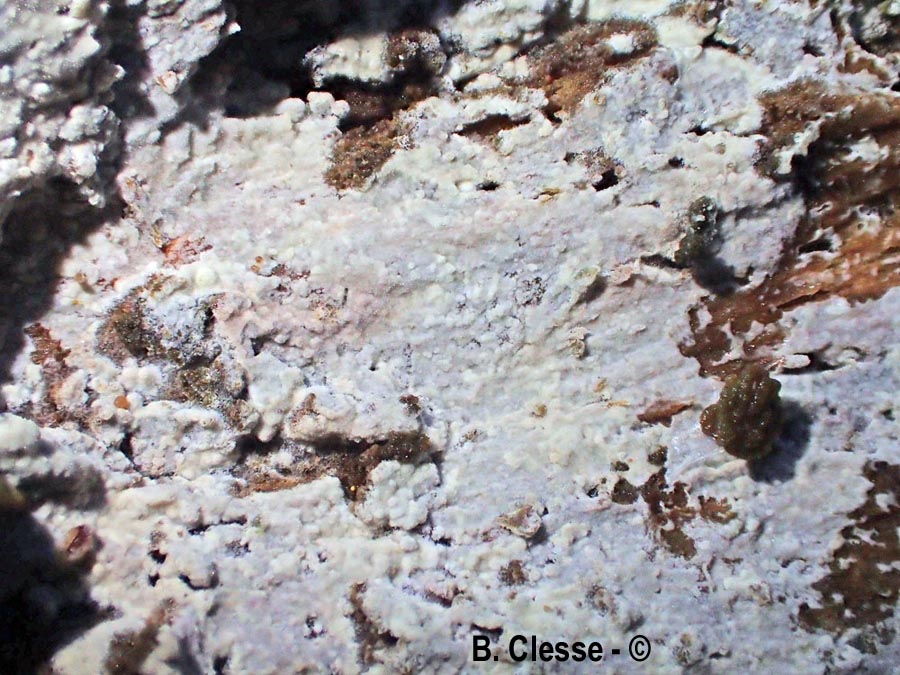 Hyphoderma obtusum