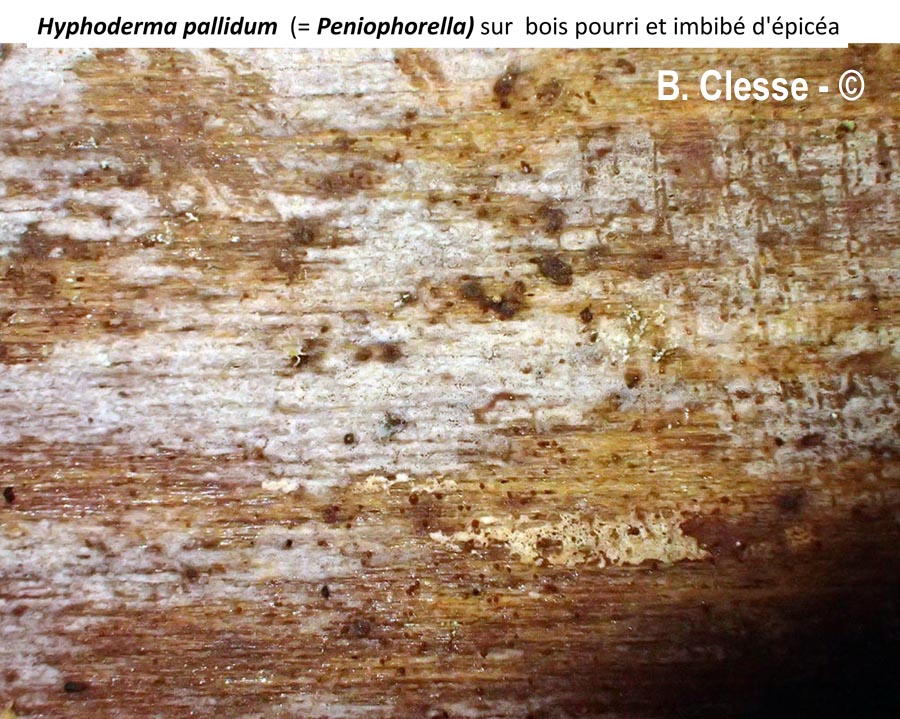 Peniophorella pallida (Hyphoderma pallidum)