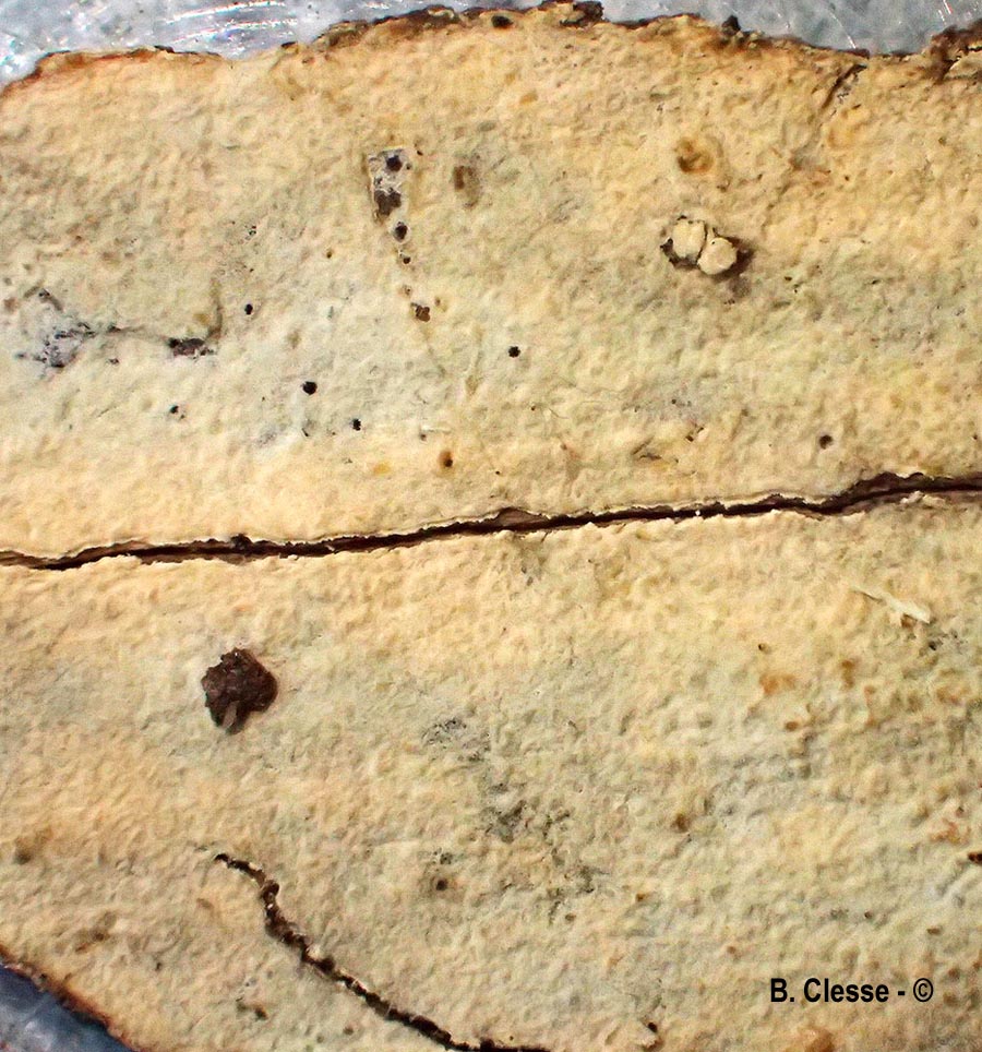 Hyphoderma setigerum (Peniophora setigera)