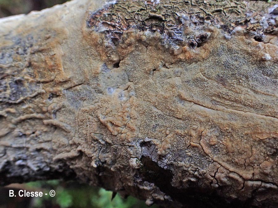 Hyphodermella densa