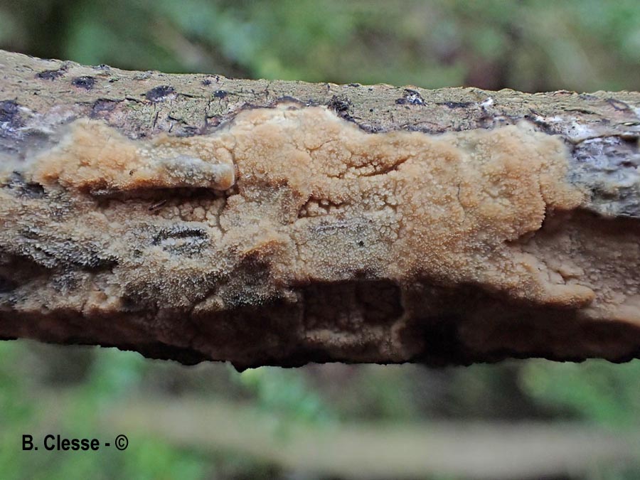 Hyphodermella densa