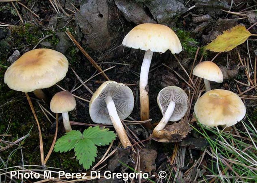 Hypholoma capnoides