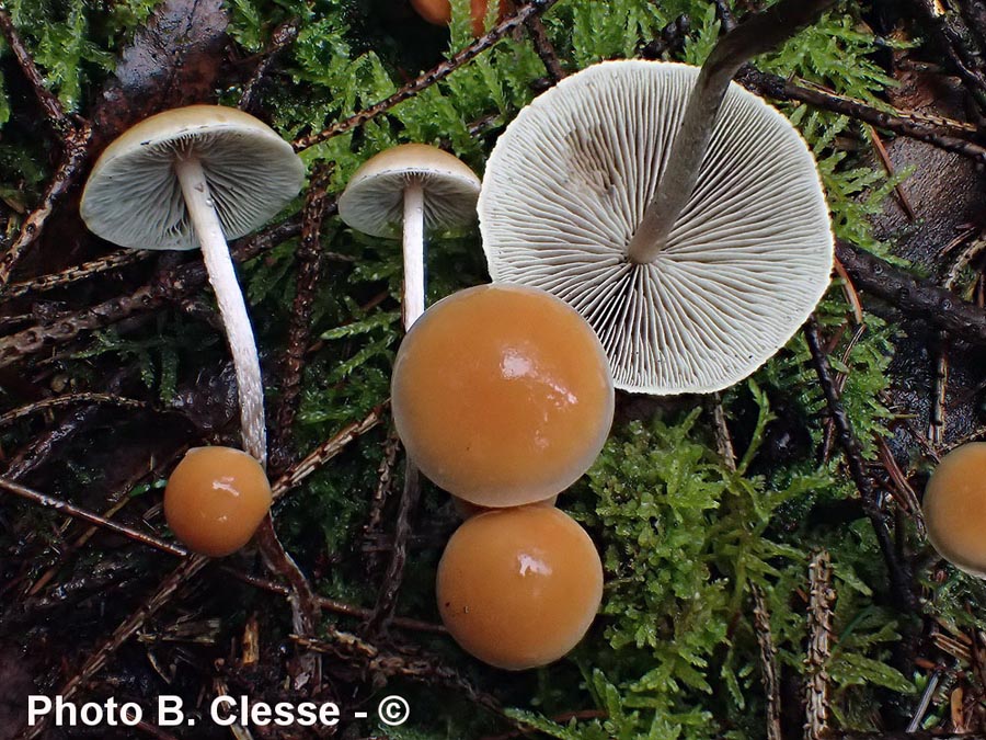 Hypholoma dispersum