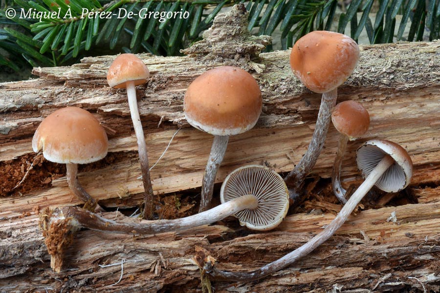 Hypholoma dispersum (= H. marginatum)