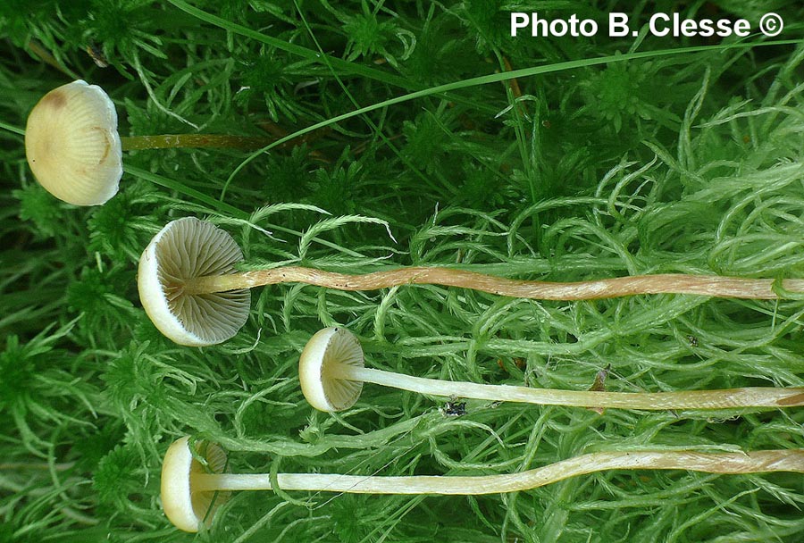 Hypholoma elongatum