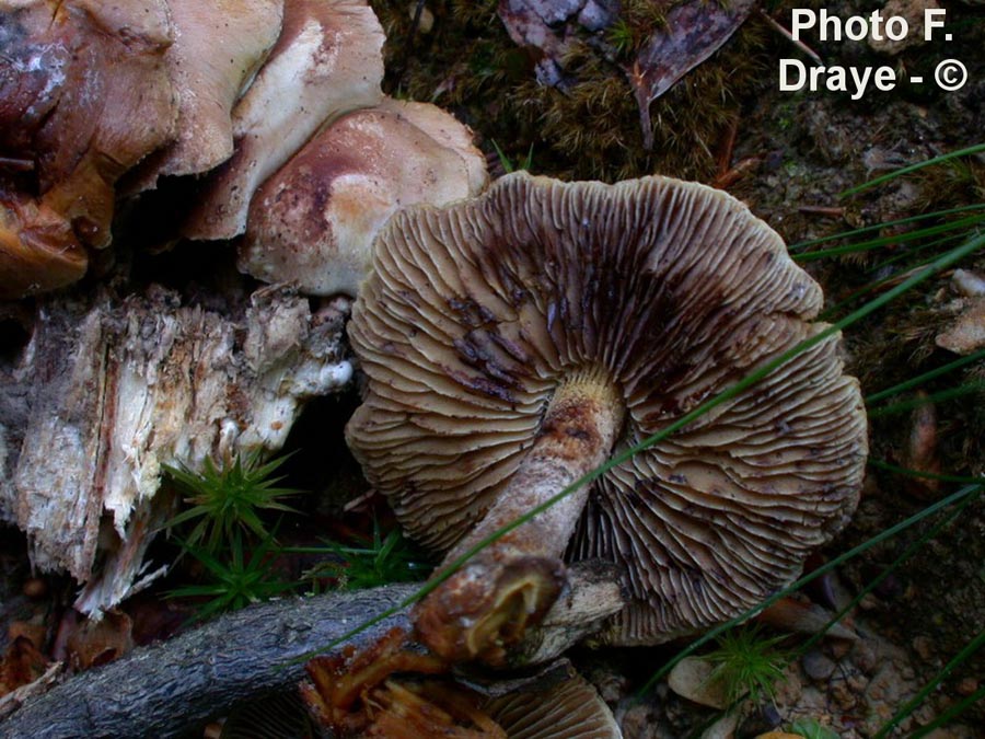 Hypholoma epixanthus