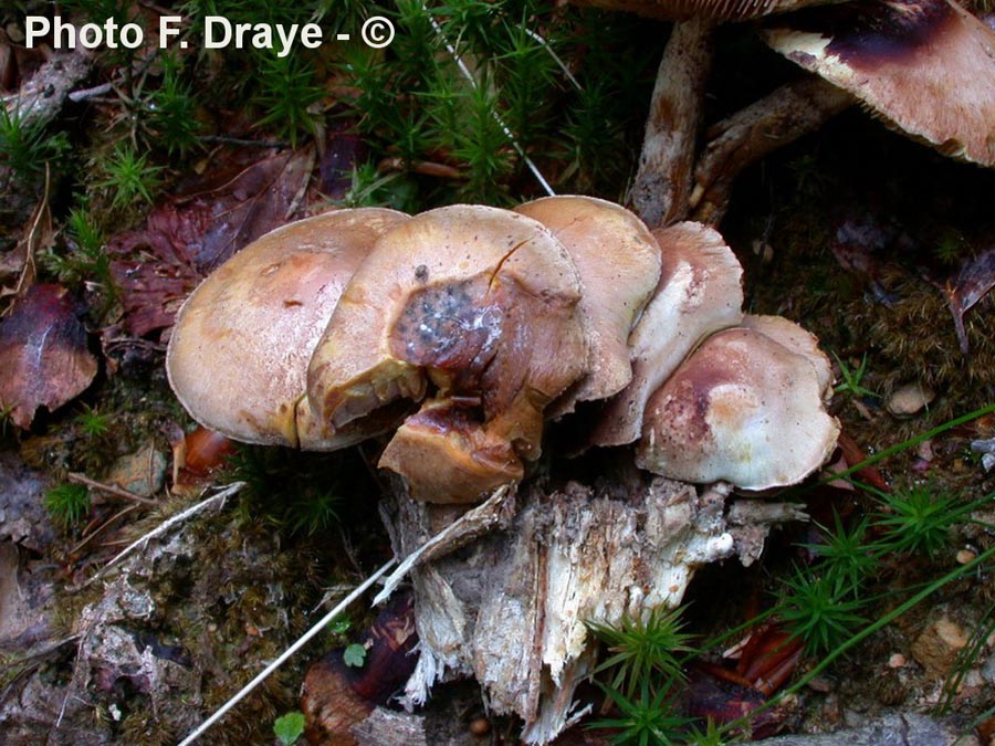 Hypholoma epixanthus