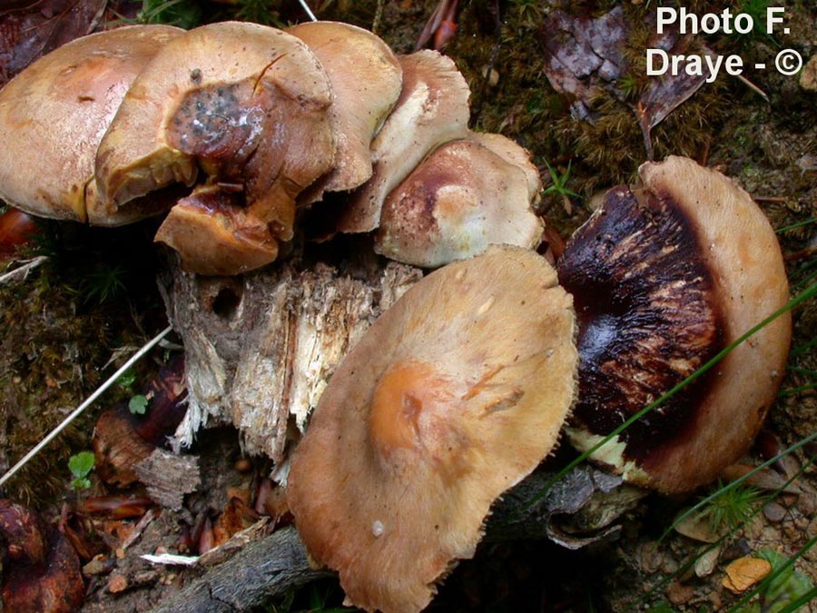 Hypholoma epixanthus