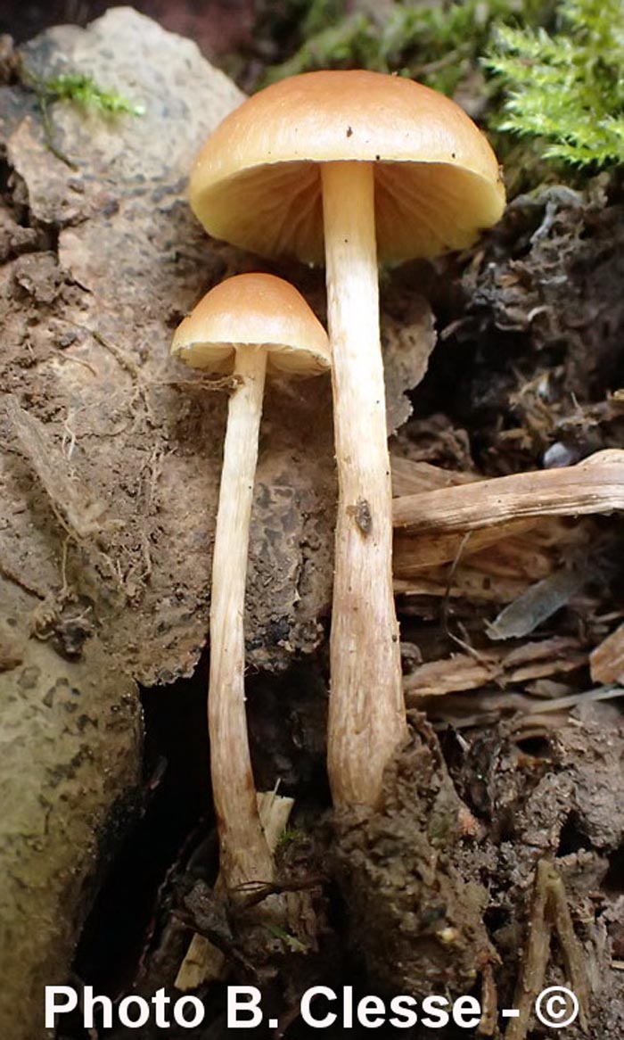 Hypholoma ericaeoides