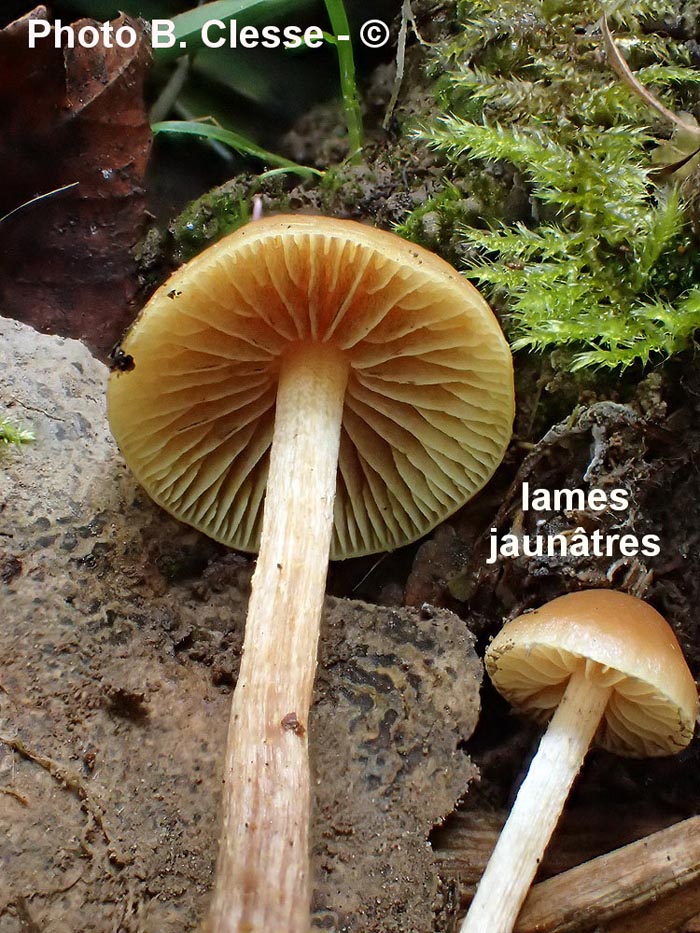 Hypholoma ericaeoides