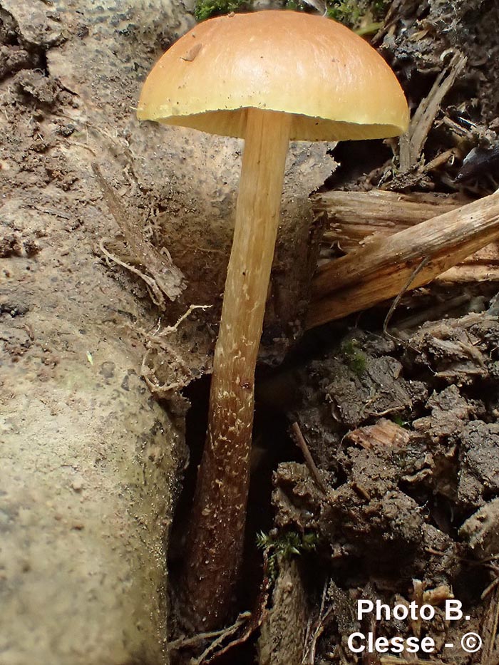 Hypholoma ericaeoides