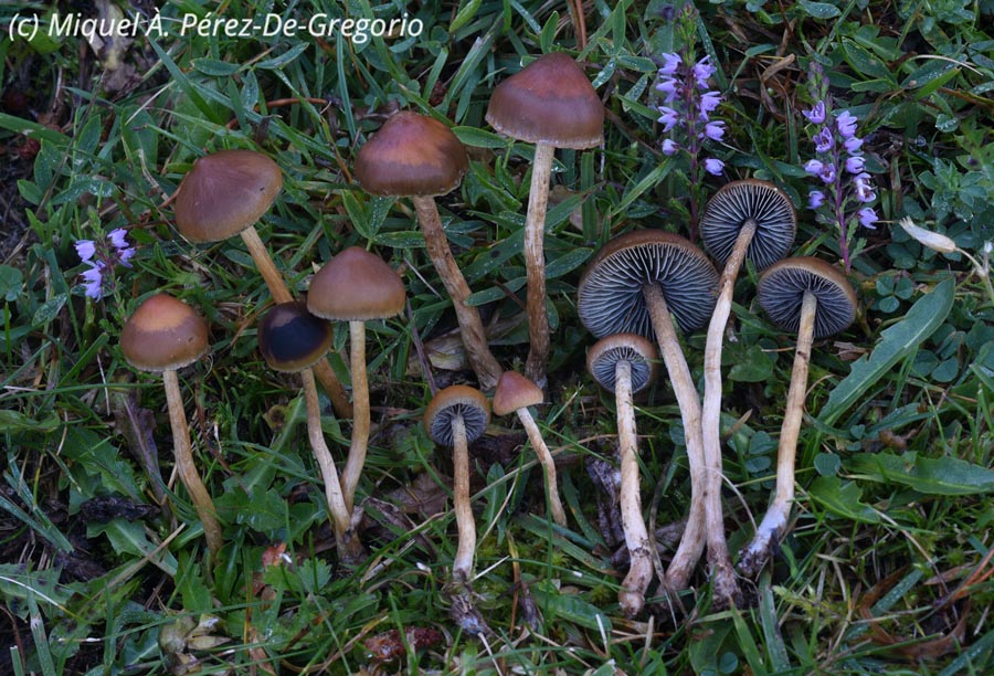 Hypholoma ericaeum