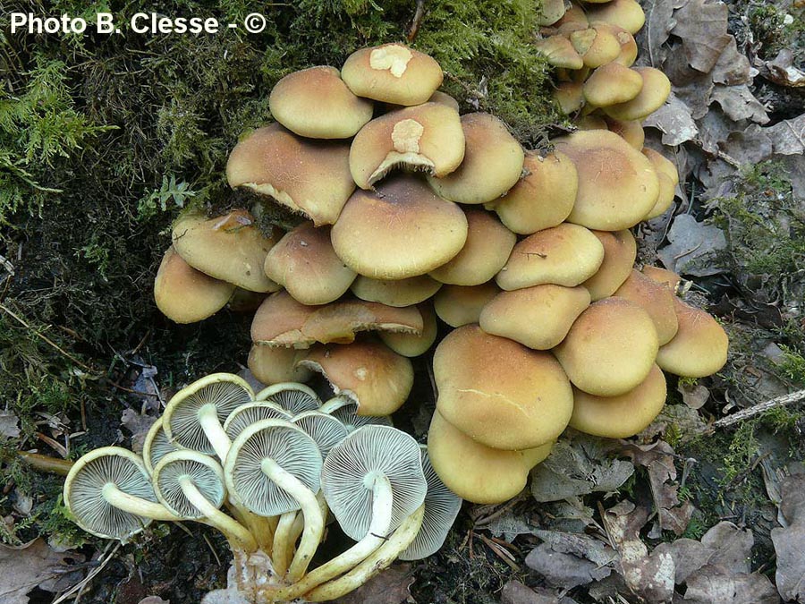 Hypholoma fasciculare