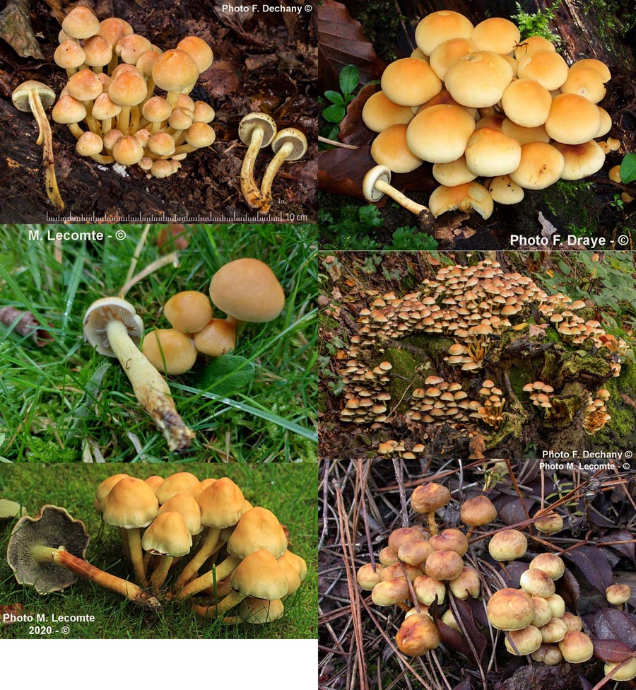 Hypholoma fasciculare