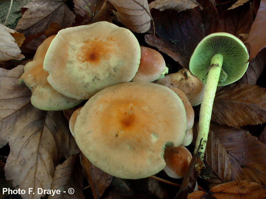 Hypholoma fasciculare