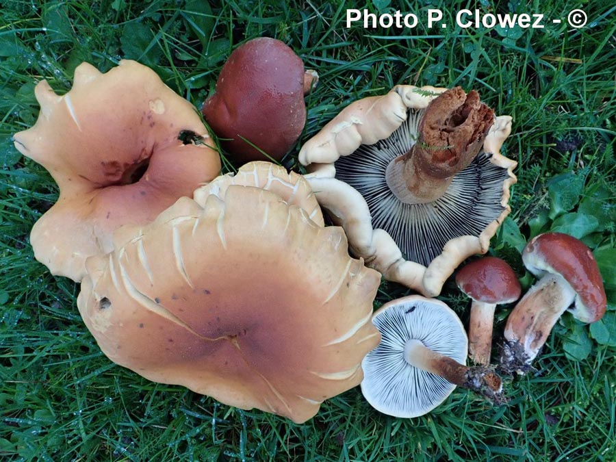 Hypholoma lateritium var. pomposum